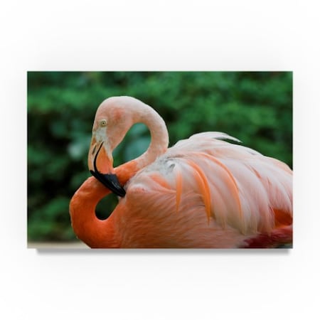 Robert Michaud 'Flamingo Center' Canvas Art,30x47